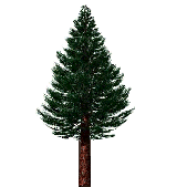 a pine tree